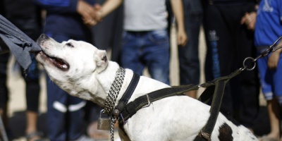 Jaur�a de perros ataca a una mujer de 38 a�os en Canelones