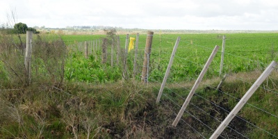 Buscan mejorar calidad en humedales de Santa Luc�a