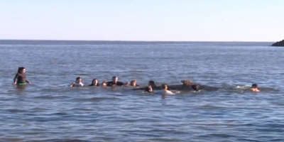 Contin�an los trabajos para rescatar a ballena en Buceo