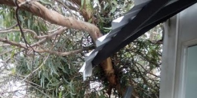 Un �rbol cay� sobre un sal�n de clase de la UTU de Barros Blancos