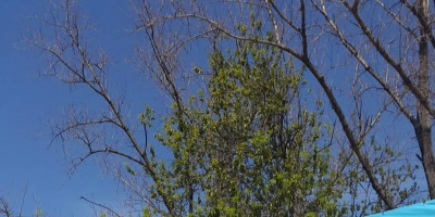 Informativo CORI celebr� 50 a�os