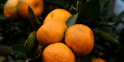 Aumenta la producci�n de c�tricos uruguayos