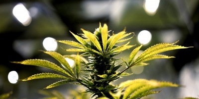 Esclerosis m�ltiple: Chile permite vender f�rmaco a base de marihuana