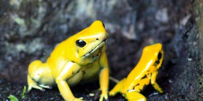 Investigan muerte de unas 10.000 ranas gigantes de r�o en Per�