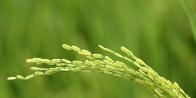 Brasil defiende su agricultura "sostenible" en el SIAL de Par�s