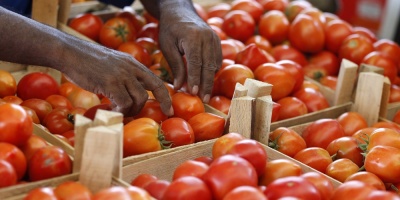 Precio de los tomates descender� reci�n en noviembre