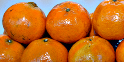 Uruguay se prepara para exportar frutas, cebada y miel a China