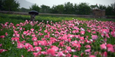 El cultivo de opio subi� en 2016 en Afganist�n, primer productor mundial