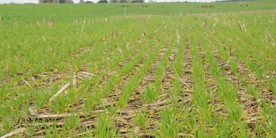 Normativa que mejora producci�n de soja permitir� el acceso a otros mercados