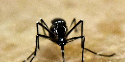 Un experimento con ratones logra hacer un escudo que protege al feto contra el zika