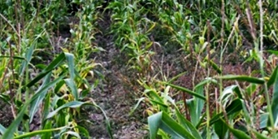 Chicago: Leve baja en los precios de los cereales