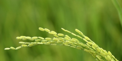 La soja sube por demanda de sus derivados 