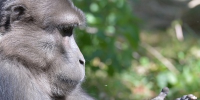 Las hembras de un tipo de primates, incitan a los machos a la violencia, seg�n un estudio