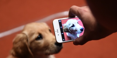 Los perros tienen m�s memoria de lo que se cre�a