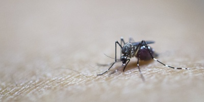 Salud P�blica advierte por eventuales casos de dengue y zika