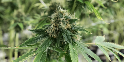 Uruguay tendr� su museo del cannabis