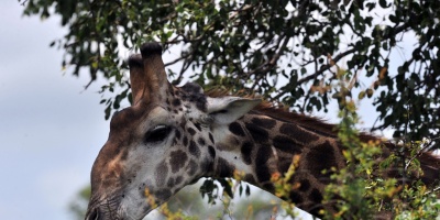 Las jirafas est�n en peligro de extinci�n, seg�n informe