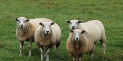 Buscan perfeccionar producci�n ovina