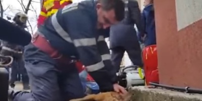 Bombero le salva la vida a un perro tras practicarle "respiraci�n boca a boca"