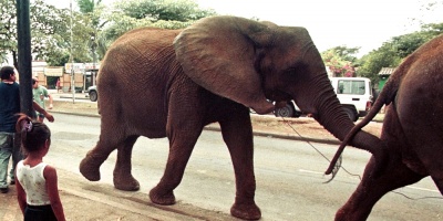 La humanidad empieza a tomar en serio la masacre de elefantes