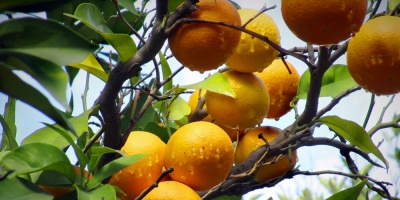 Venta de c�tricos al exterior super� las 100.000 toneladas
