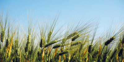 Aumento en el sector cebada 