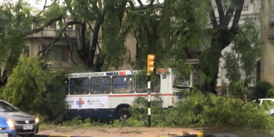 Varios puntos de Montevideo con �rboles ca�dos