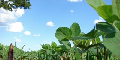 Unos 1,2 millones de hect�reas para cultivos de verano