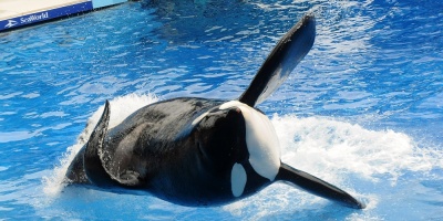 Muri� en Florida la orca Tilikum, que inspir� el documental "Blackfish"