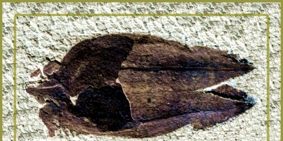 Hallan en Chubut, Argentina el registro f�sil de un  tomate de 52 millones de a�os