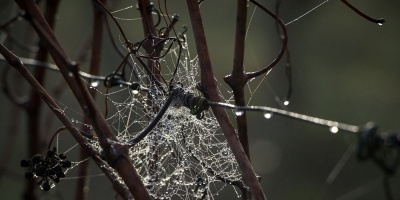 Investigadores logran producir artificialmente seda de ara�a