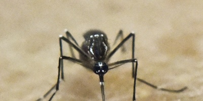 Despu�s del zika, el chicungu�a es ahora la "mayor amenaza" para Brasil