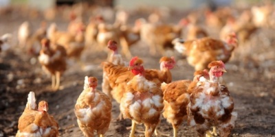 Uruguay suspende importaci�n de pollos desde Chile 