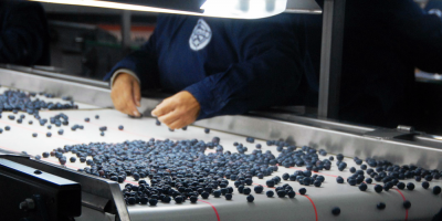 Habilitan cr�ditos fiscales a productores de ar�ndanos