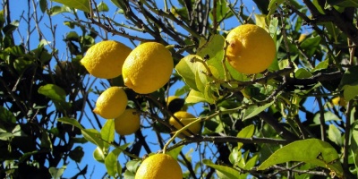 Trump pospuso la compra de limones argentinos