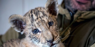 Nace un beb� tigre, una cruza entre un le�n y una tigresa, en un zoo de Rusia
