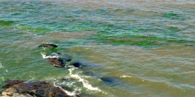 Cianobacterias en las playas de Montevideo
