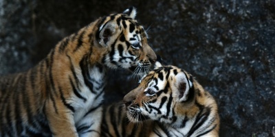 Nacen cuatro tigres de bengala en cautiverio en un parque de El Salvador