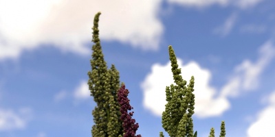 Descifran genoma de quinoa, planta andina considerada una esperanza mundial