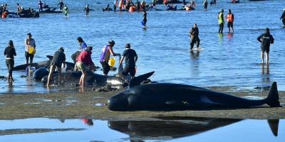 Centenares de ballenas encalladas logran regresar al mar en Nueva Zelanda