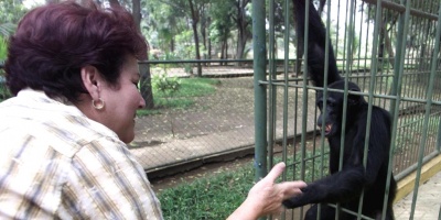 Un zoo de Jap�n sacrifica 57 monos para proteger una especie ind�gena