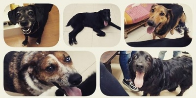 Animales sin Hogar con dificultades 