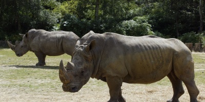 Matan a un rinoceronte en un zoo franc�s para robarle un cuerno