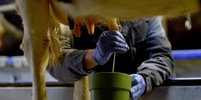  Lecher�a: Incertidumbre por envio al seguro de desempleo