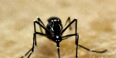 Gobierno exhorta a mantener cuidados contra mosquitos