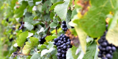 Vendimia 2017 aportar� 98 millones de kilos de uvas