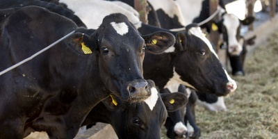 Disponen de 10 millones de d�lares para apoyar a productores lecheros 