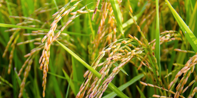 Inauguran en Cebollat� la cosecha de arroz 2017