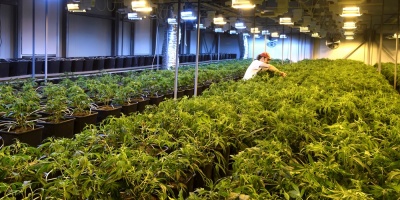 Senado argentino aprueba uso medicinal de cannabis