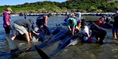 Jap�n mata 333 ballenas en su pol�mica campa�a anual en el Ant�rtico